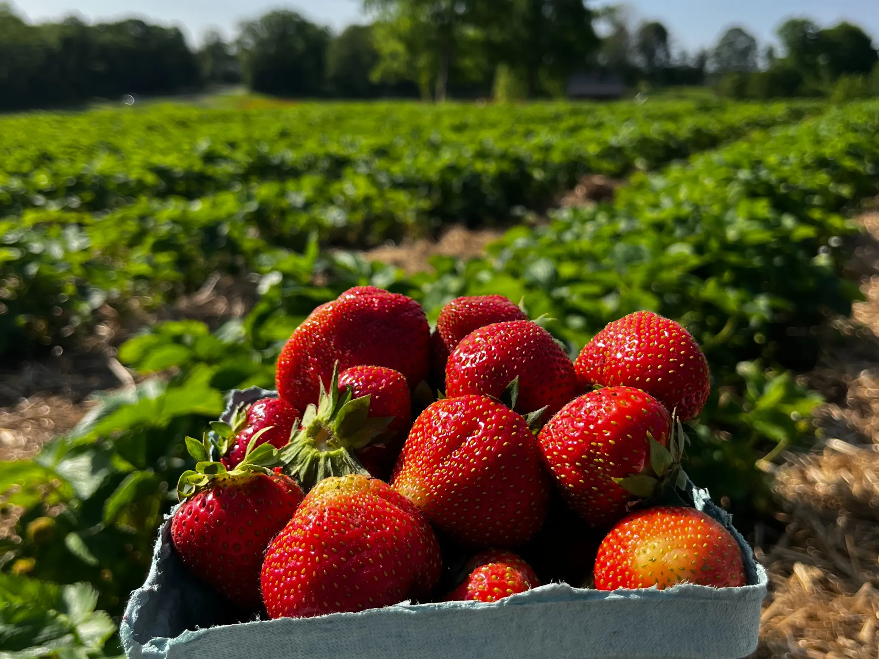 Fresh strawberries in the field